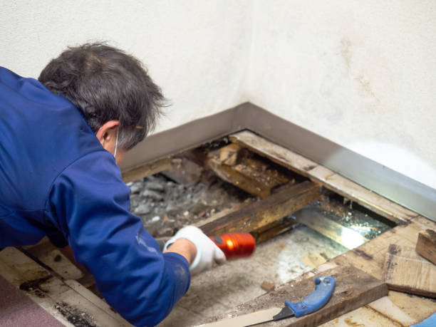 Best Mold Removal Specialists  in San Miguel, CA