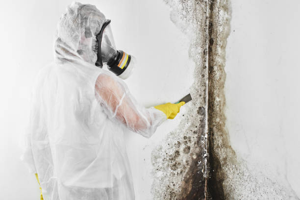 Best Attic Mold Removal  in San Miguel, CA