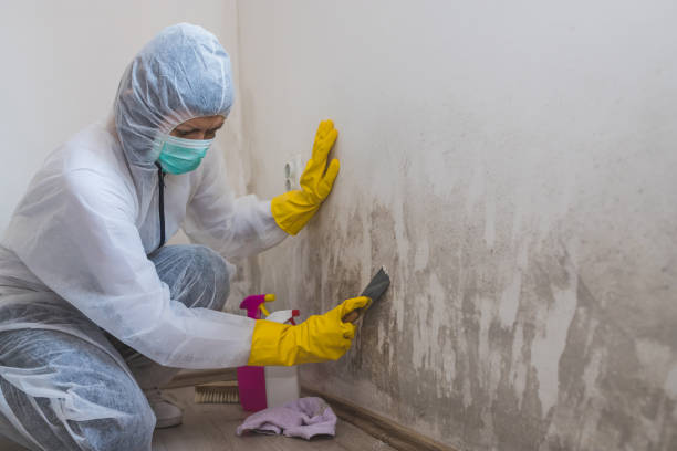 Best Residential Mold Removal  in San Miguel, CA