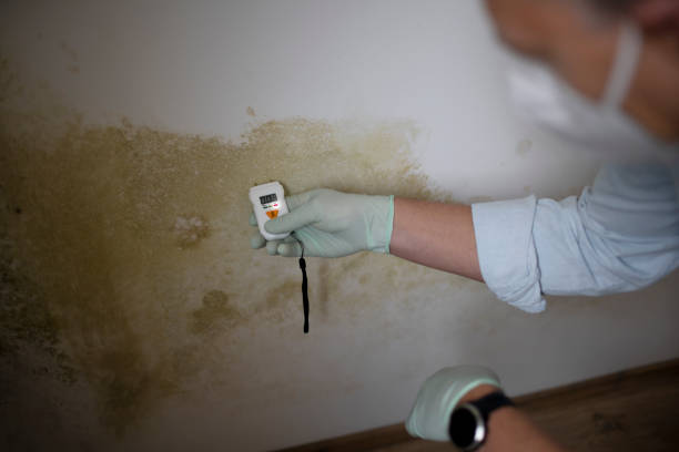 Best Mold Remediation  in San Miguel, CA
