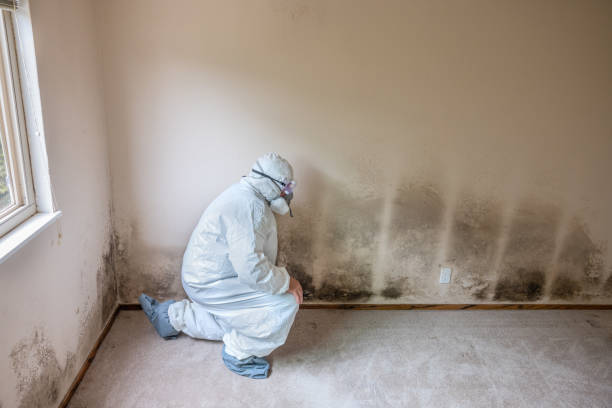 Best Office Mold Removal Services  in San Miguel, CA