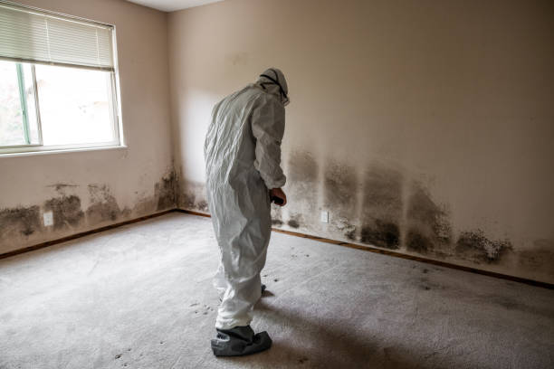 San Miguel, CA Mold Removal Company
