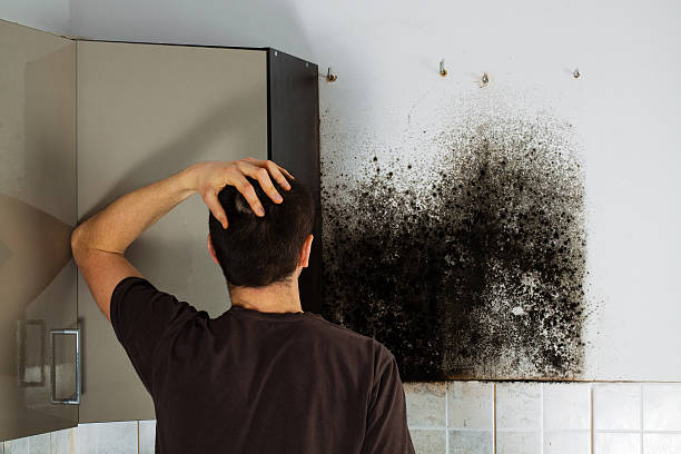 Best Mold Damage Repair  in San Miguel, CA