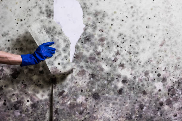 Best Commercial Mold Removal  in San Miguel, CA