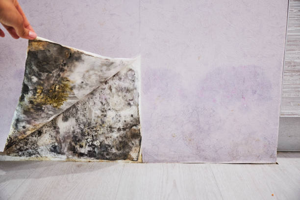 Mold Testing and Removal in San Miguel, CA